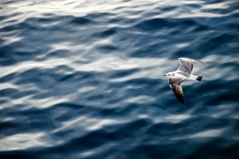 ECHOSOUNDER
